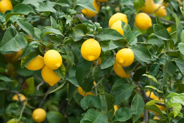 Limon İthalatında Gümrük Vergisi Yeniden Düzenlendi